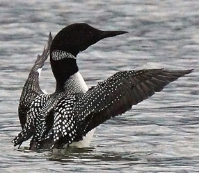 Loon