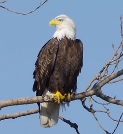 November Eagles and Grebes