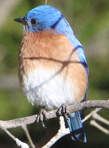 Home | Quad City Audubon Society