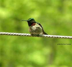 Green bird