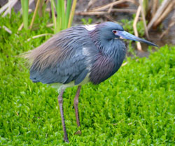 Tri-colored Heron